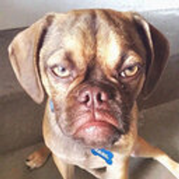 Grumpy Dog emoji