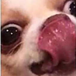 Doglick0 emoji