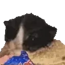 Catcorn emoji