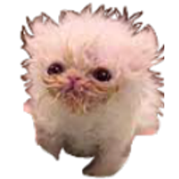 Kitten0 emoji