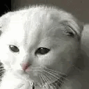 Wink Cat emoji
