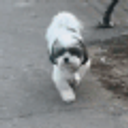 Doggo2step emoji