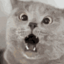 Cat Shooketh emoji