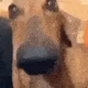 Doglookingsussyandcute emoji