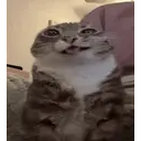 Catpiss emoji