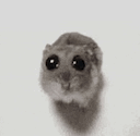 Braincell Mouse emoji