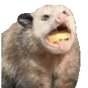 Opossum1q emoji