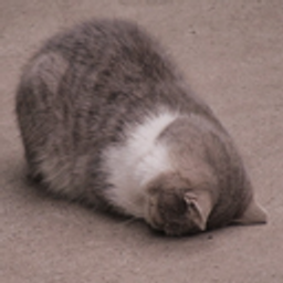 Catground emoji