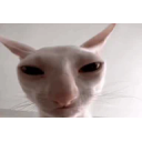 Uglywhitecatstaring emoji