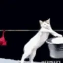 Catbedoingthelaundry emoji
