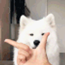 Samoyed Thonking emoji
