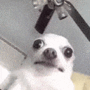 Dog Confused emoji