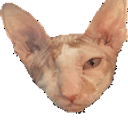 Pete Dance emoji