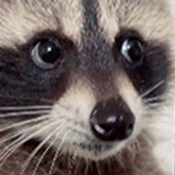 Sideeyeraccoon emoji