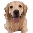 Doggoleave emoji