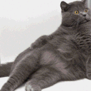 Whoa Cat emoji