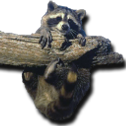 Baby Raccoon emoji