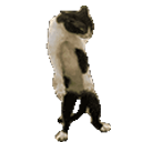 Fight Cat emoji