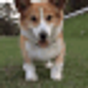 Excited Corgi emoji