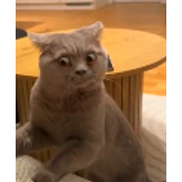 Scottish Fold Shocked emoji