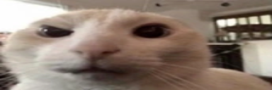 Catsus emoji