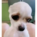 Dogshy emoji