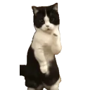 Cattime5 emoji