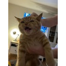 Cat Tongue Out Annoyed emoji