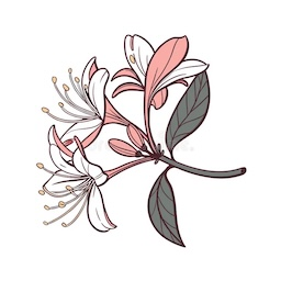 Honeysuckle Flower emoji
