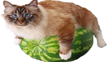 Bigfluffycatonwatermelon emoji