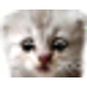 Zoom Cat Face emoji