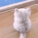 Catwait emoji