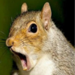 Squirrel Shock emoji