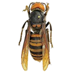 Murder Hornet emoji
