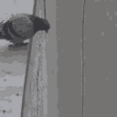 Pigeon Jumps Off emoji