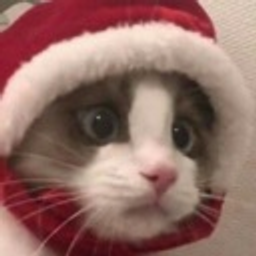 Christmaskitten emoji
