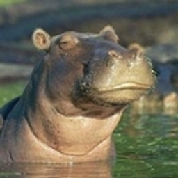 Skepticalhippo emoji