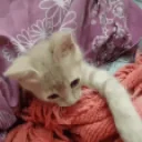 Kittyignore emoji