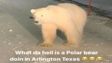 Polarbear emoji