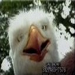 Eagleman emoji