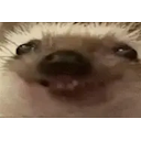 Veryezh emoji