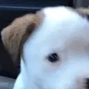 Woof emoji