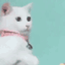 Cat Indian No emoji
