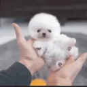 Awwthatdogissocuteholyshitthegoatlebronfuckingjamescomesoutofnowhereandabsolutelyslamsthatshit emoji