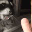 Raccoon Sniff Curious emoji