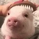 Cleanthepig emoji