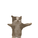 Yippee Cat Happyhop emoji