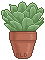 Echeveria emoji