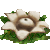 Earthstar Flower emoji