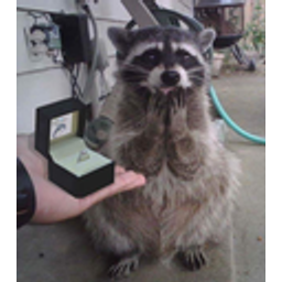 Marryraccoon emoji